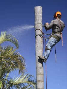 palm tree cleaning Adelaide