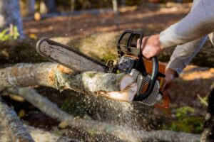 safest tree stump removal 